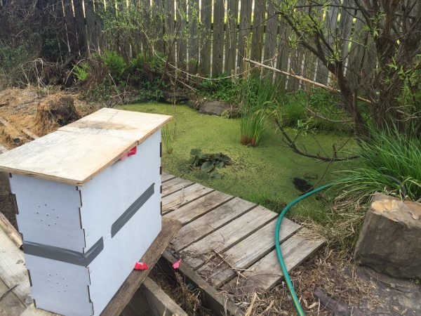 Temporary swarm  hive box