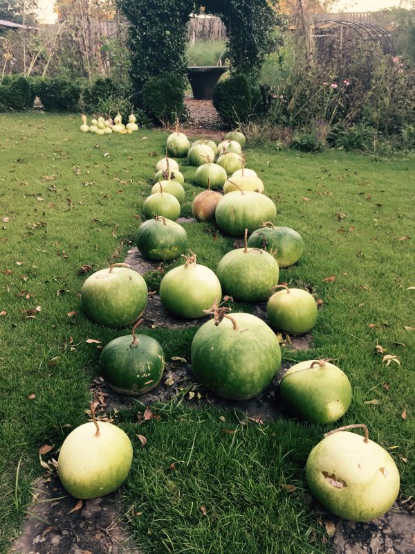 End of season gourds moved to dry on the stepping stones for the winter